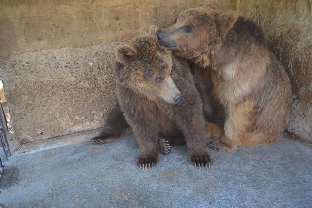 Gyumri bears