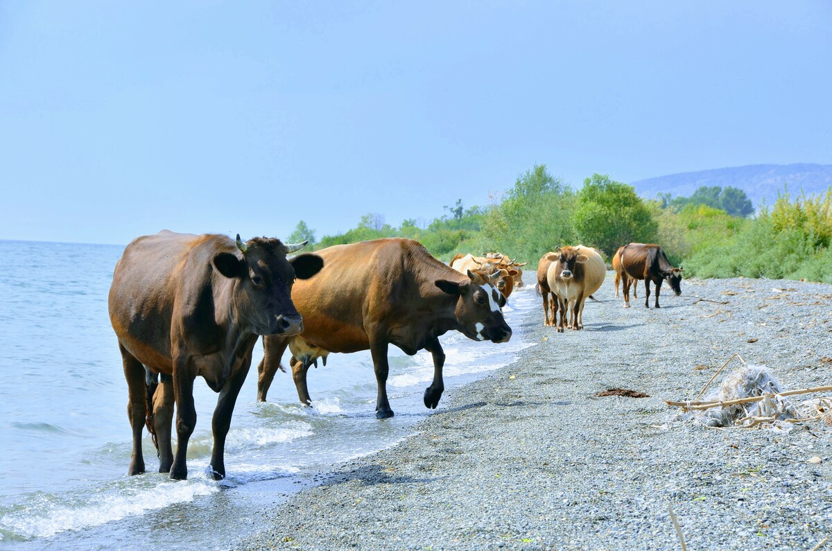 Cows on the shore of lake Sevan